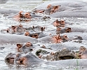 At the Hippo pool_HBB5596